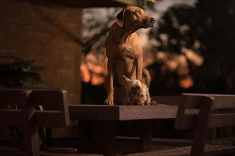 Rhodesian Ridgeback dog on the table Stock Photos