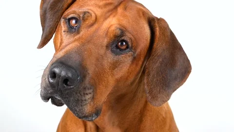 Rhodesian ridgeback dog turns its head and looks at camera Close-up Stock Footage 164694830