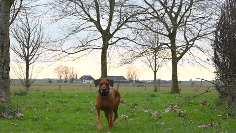 Rhodesian ridgeback dog walking in the park Stock Footage 234898180