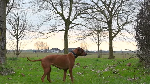 Rhodesian ridgeback dog walking in the park Stock Footage 234898240