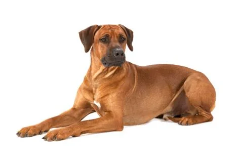 Rhodesian Ridgeback dog on a white background Foto stock