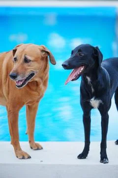 Rhodesian Ridgeback with Floppy ears and black wind hound pose by the pool Stock Photos
