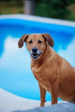 Rhodesian Ridgeback with Floppy ears poses by the pool Stock Photos