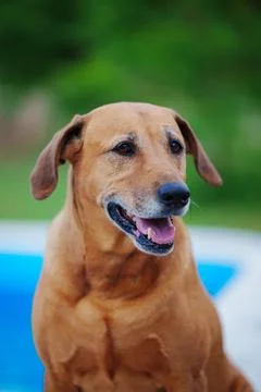 Rhodesian Ridgeback with Floppy ears poses by the pool 스톡 사진