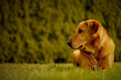 A Rhodesian Ridgeback Lab sits quietly in a field 写真素材