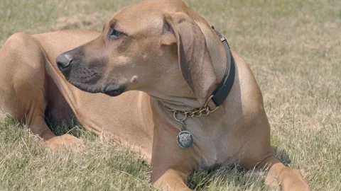 Rhodesian Ridgeback laying down and looking at camera slow motion shot Stock Footage 244087652
