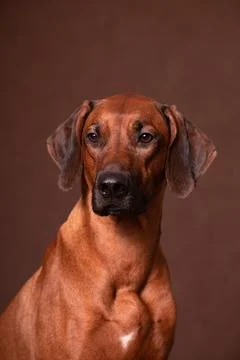 Rhodesian Ridgeback looking at camera on a brown background Foto stock
