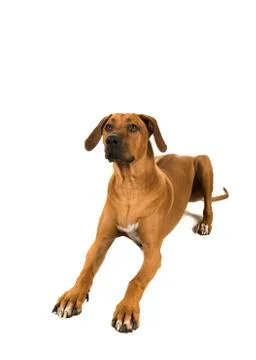 Rhodesian ridgeback lying down looking up isolated on a white backgrond Stock Photos