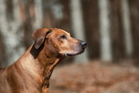 Rhodesian Ridgeback. The old dog is close-up against the backdrop of nature. Stock Photos