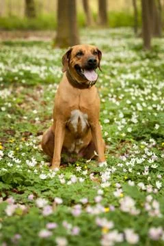 Rhodesian ridgeback Stock Photos
