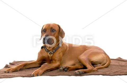 Rhodesian ridgeback Stock Photos
