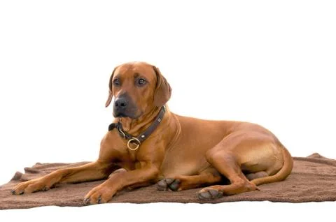 Rhodesian ridgeback Foto stock