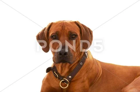 Rhodesian ridgeback Stock Photos