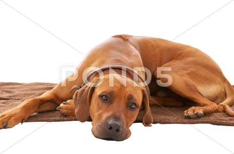 Rhodesian ridgeback Stock Photos