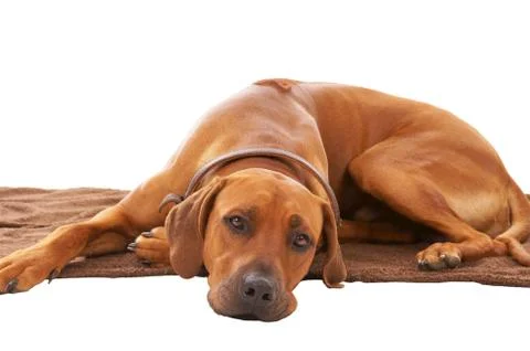 Rhodesian ridgeback Stock Photos