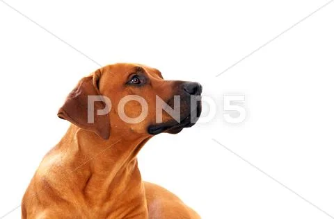 Rhodesian ridgeback Stock Photos