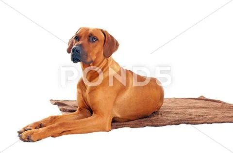 Rhodesian ridgeback Stock Photos