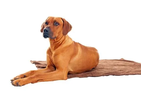 Rhodesian ridgeback Stock Photos