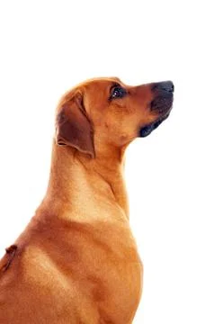 Rhodesian ridgeback Foto stock