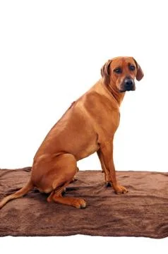 Rhodesian ridgeback Foto stock