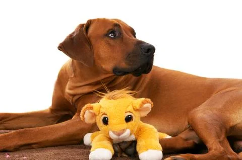 Rhodesian ridgeback Stock Photos