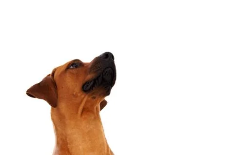 Rhodesian ridgeback Stock Photos