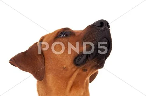 Rhodesian ridgeback Stock Photos