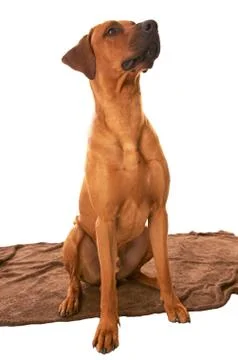 Rhodesian ridgeback Stock Photos