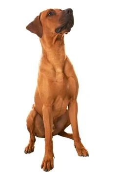 Rhodesian ridgeback Stock Photos