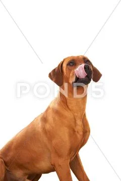 Rhodesian ridgeback Stock Photos