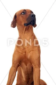 Rhodesian ridgeback Stock Photos