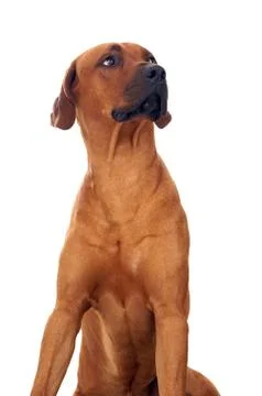 Rhodesian ridgeback Stock Photos