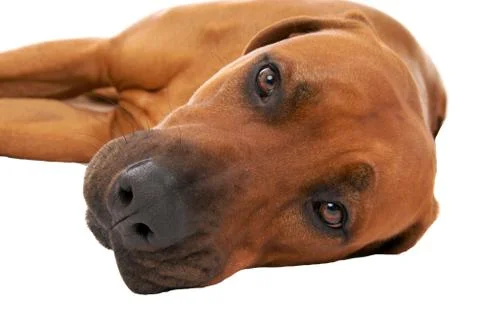 Rhodesian ridgeback Stock Photos