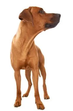 Rhodesian ridgeback Stock Photos