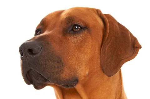 Rhodesian ridgeback Stock Photos