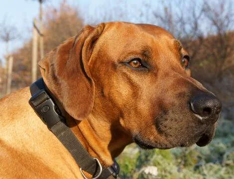 Rhodesian ridgeback Stock Photos