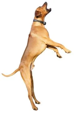 Rhodesian ridgeback Stock Photos