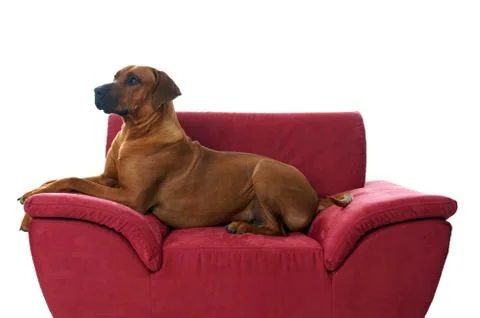 Rhodesian ridgeback Stock Photos