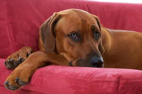 Rhodesian ridgeback Stock Photos