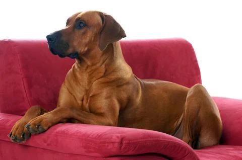Rhodesian ridgeback Stock Photos