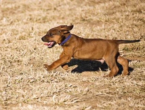 Rhodesian Ridgeback Stock Photos