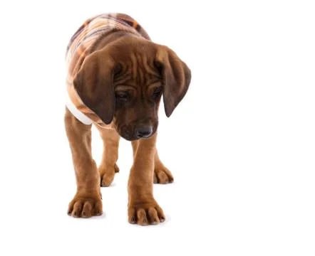 Rhodesian Ridgeback Stock Photos
