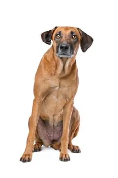 Rhodesian Ridgeback Stock Photos