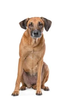 Rhodesian Ridgeback Stock Photos