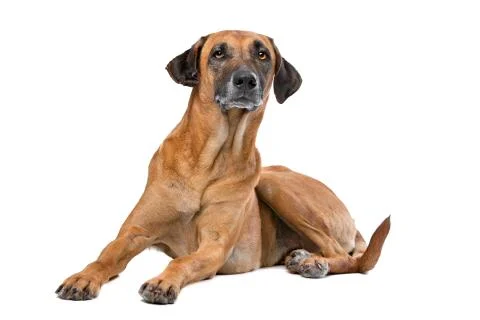 Rhodesian Ridgeback Stock Photos