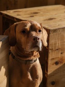 Rhodesian Ridgeback Stock Photos