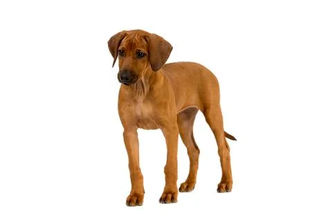 RHODESIAN RIDGEBACK Stock Photos