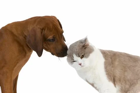 RHODESIAN RIDGEBACK Stock Photos