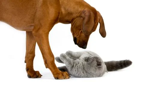 RHODESIAN RIDGEBACK Stock Photos