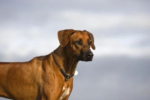 Rhodesian Ridgeback Stock Photos